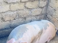 سؤر, سور — تصویر 1