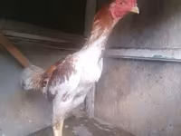 Chickens — fotografija 3