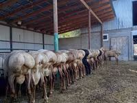 Widder, Rhon sheep — Foto 4