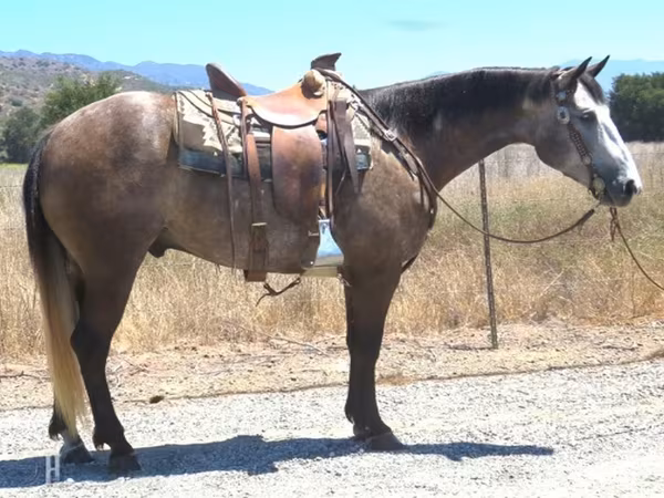 اسب نر, Quarter Horse