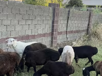 母羊, Sheep — 照片 3