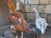 Chickens — الصورة 3