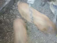 ወንድ አሣማ — ፎቶ 1