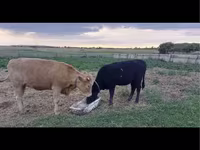 Krowa, Kazachska białogłowa krowa — zdjęcie 3