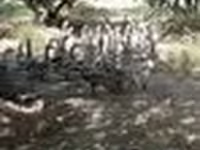 Geese — फ़ोटो 7