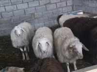 قوچ, گوسفند — عکس 3
