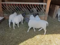 نعجة, Dorper sheep — الصورة 1