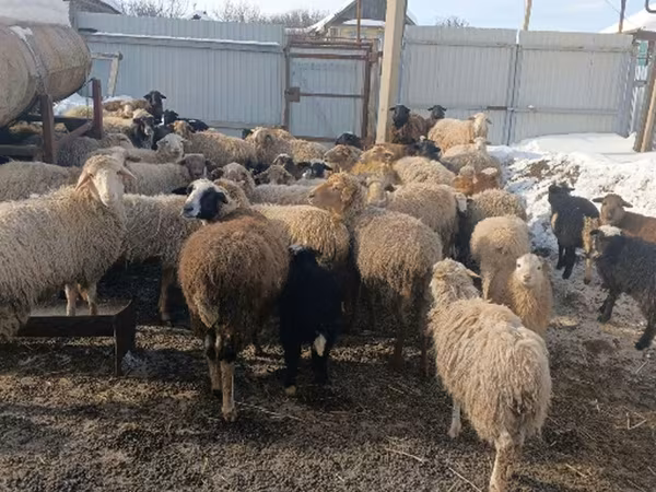 Sheep, Romanov sheep — Russia