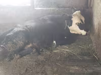 Krava, Swiss cattle — foto 4