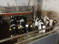 Cattle (batch, sex not specified), Russian Black pied cattle — photo 4