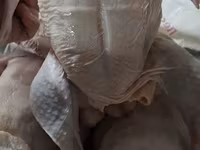 Курица — फ़ोटो 3
