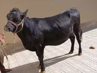 گاو ماده, آبرادین-آنگوس — عکس 2
