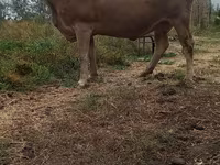 雌牛, Swiss cattle — 写真 3