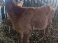 Lembu betina, Cattle — foto 2