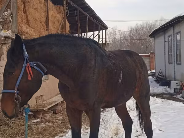 Arabian horse