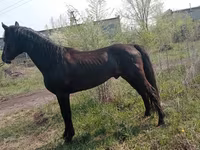 Kůň, Altai horse — foto 4