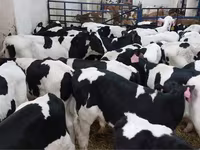 ወንድ በሬ, Holstein breed — ፎቶ 2