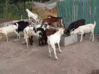 Kozel, Pomellata goat — foto 4