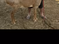 Ovce, Arashan sheep — foto 1