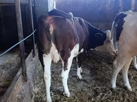 Үнээ, Latvian Blue cattle — 5 зураг