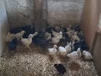 Chickens — foto 3