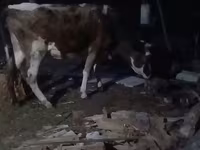 Lembu jantan, Cattle — foto 1