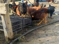 Chickens — foto 4