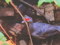 Ducks — fotografija 1