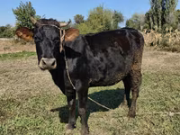 İnek, Alatau ırkı — foto 1
