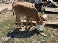 Bulle, Swiss cattle — Foto 3