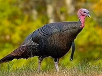 Turkeys — Foto 2