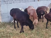 Berbec, Arashan sheep — foto 2