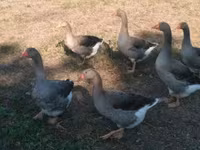 Gri ve Gri Benekli Danimarka Kazı — foto 2