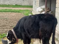 گاو نر, Simmental cattle — عکس 4