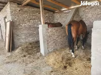 اسب نر, Westphalian — عکس 3