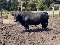Bò đực, Aberdeen – Angus — ảnh 2