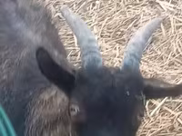 Kambing betina, Goats — foto 1