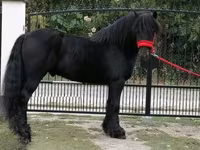 گھوڑا, Fell pony — تصویر 4