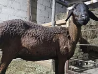 Ոչխար, Hissar sheep — լուսանկար 2