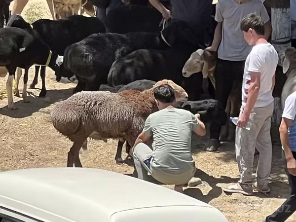 Ram, Sheep
