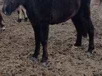 Kuda betina, Horses — foto 1