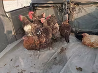 Chickens — عکس 2