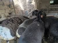Bélier, Rhon sheep — photo 2
