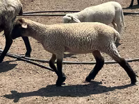 Montone, Hampshire sheep — foto 3
