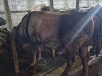 Banteng, Cattle — foto 5