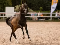 Cavalo, Akhal-Teke — foto 6