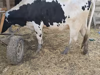 गाय, Russian Black pied cattle — फ़ोटो 3