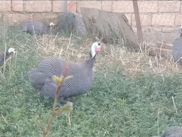 Grigio perla