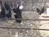 Chickens — ፎቶ 3