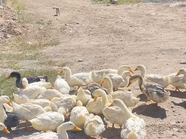 Ducks